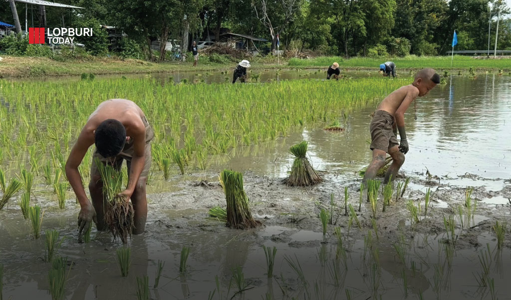 การปลูกข้าว เป็นวิถีของชาวนาไทย ที่มีมานาน สมควรได้รับการส่งเสริมและอนุรักษ์กรรมวิธีการปลูกข้าวและชาวนาให้เยาวชนได้เรียนรู้