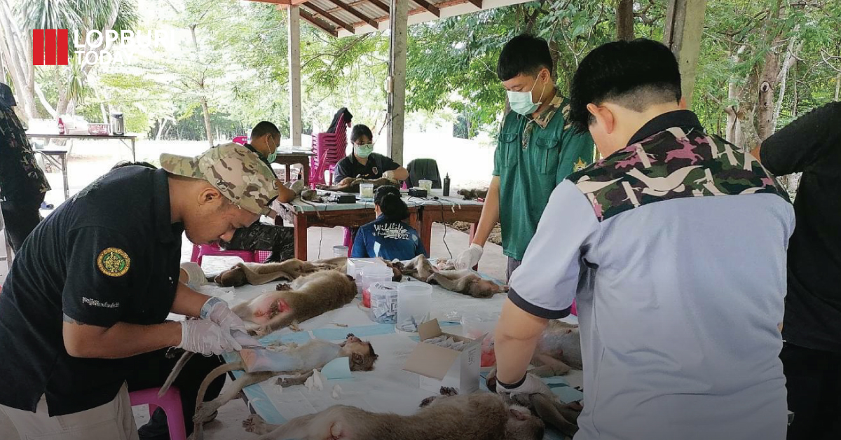 จังหวัดลพบุรี “การบริหารจัดการลิง“ นอกเขตเศรษฐกิจ ชุมชนเมือง แบบบูรณาการ  ในพื้นที่วัดเขาสมโภชน์  อำเภอชัยบาดาล        