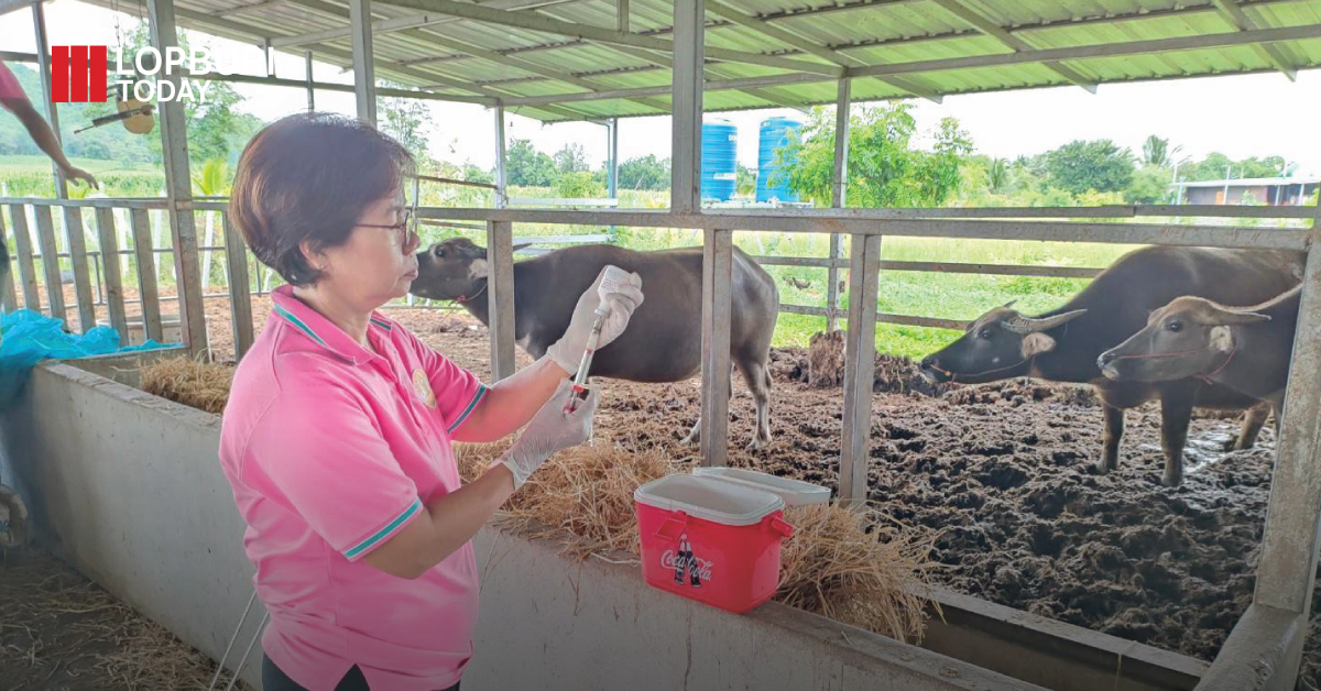 โรคคอบวมในวัว-ควายโรคนี้ไม่เป็นโรคสัตว์ติดต่อคน แต่หากเกิดการระบาดของโรคในวงกว้างจะทำให้เกิดความเสียหายในทางเศรษฐกิจด้านปศุสัตว์เป็นอย่างมาก