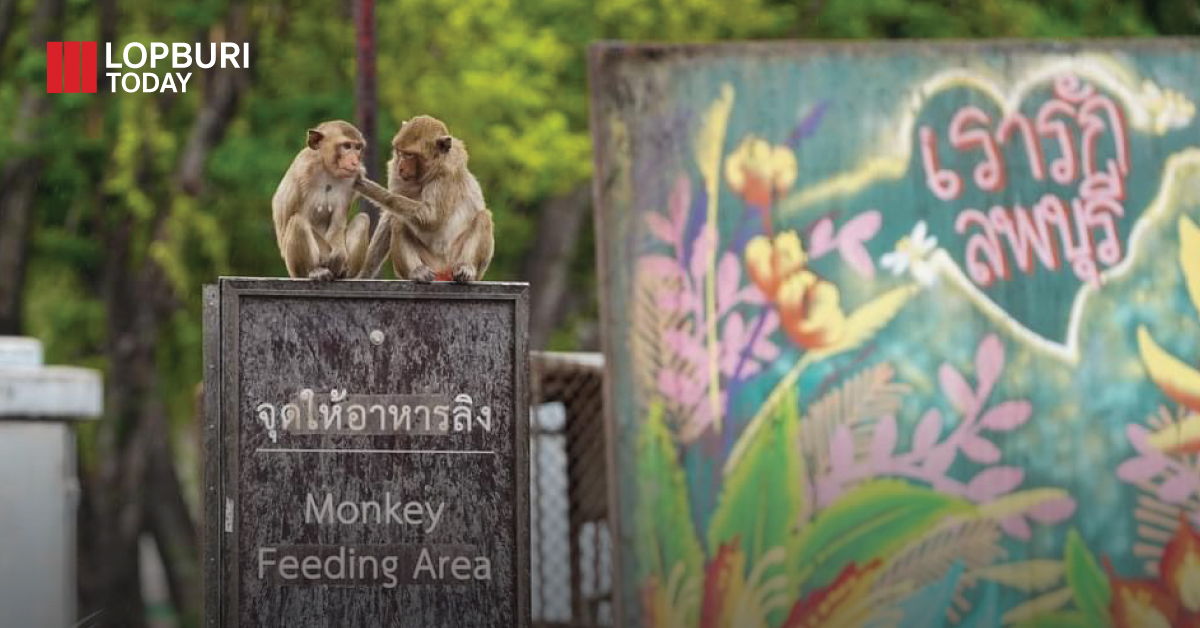 สำรวจความต้องการลิงในพื้นที่พักอาศัยในเขตเมืองเก่า