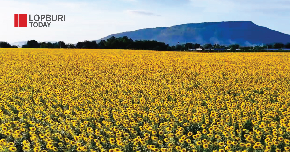 “บานสะพรั่ง ตระการตา” กับทุ่งทานตะวันแปลงใหญ่ ต้นแบบเกษตรกร Smart farmer